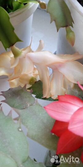 Комнатные цветы индийский лук