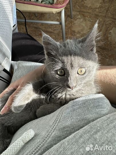 Серенькая кошечка
