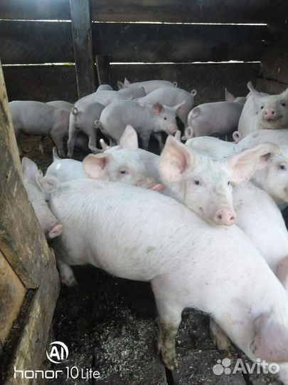 Поросята породы ландрас