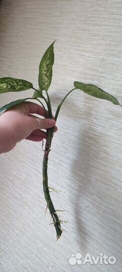 Диффенбахия Компакта