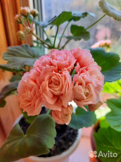 Пеларгония Denise sutarve