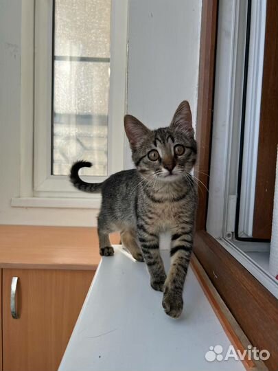 Котята в дар