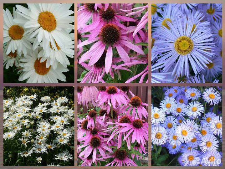 Цветы многолетние