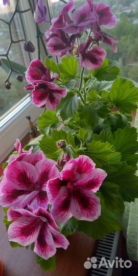 Герань королевская, фуксия, клеродендрум Томпсана