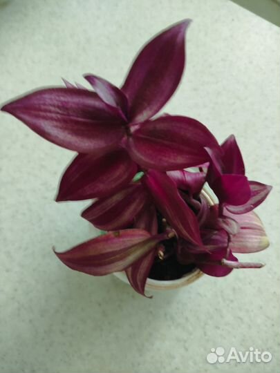 Традесканции