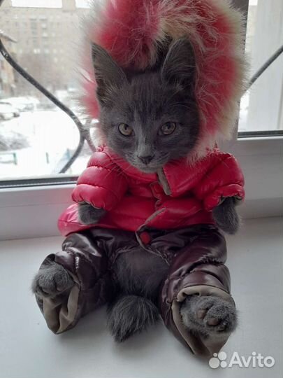 Зимний комбинезон для чихуахуа