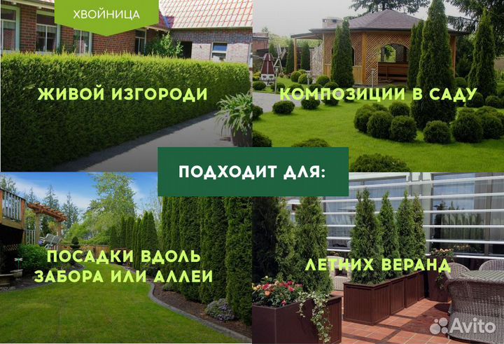Туи крупномеры 8 м