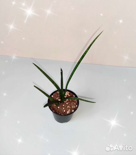 Сансевиерия 2 вида