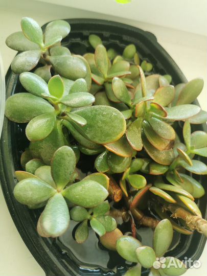 Толстянка / денежное дерево