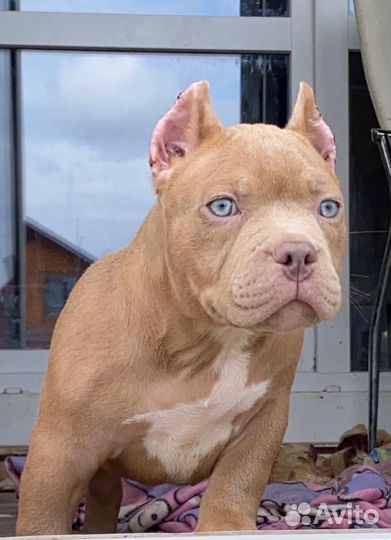 Американский булли мальчик классик Шоу класса