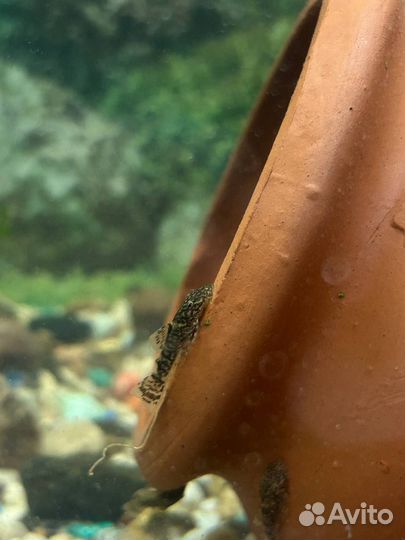 Сомики анциструсы