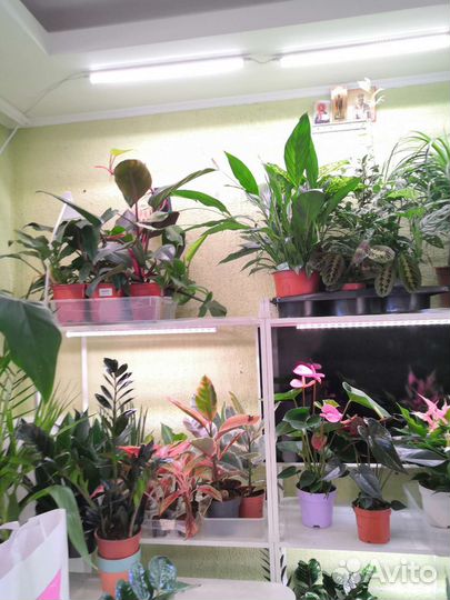 Комнатные растения цветы