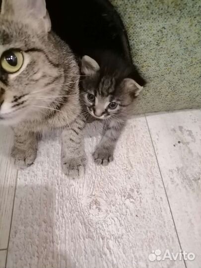 Отдам бесплатно