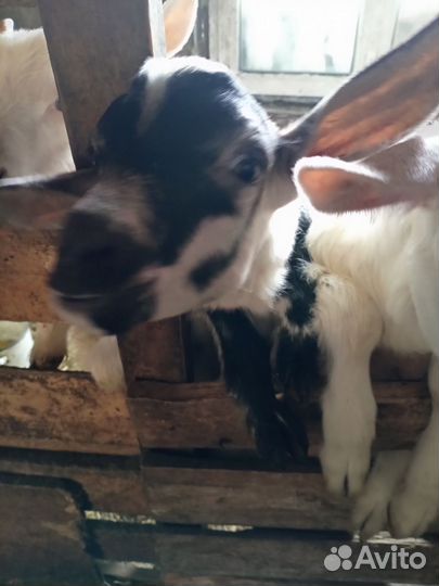 Козы и козлята продажа