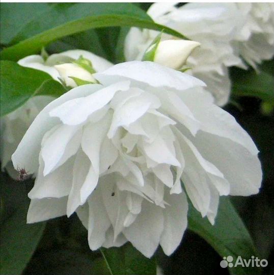 Саженцы садового жасмина(Чубушника)