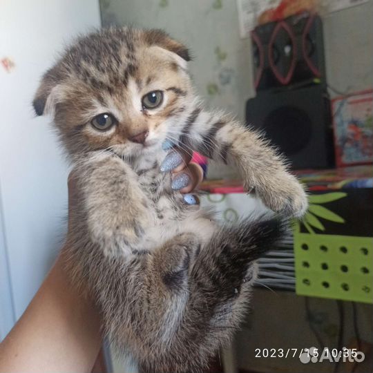 Шотландские котята