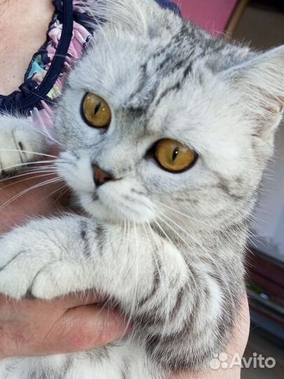 Британская