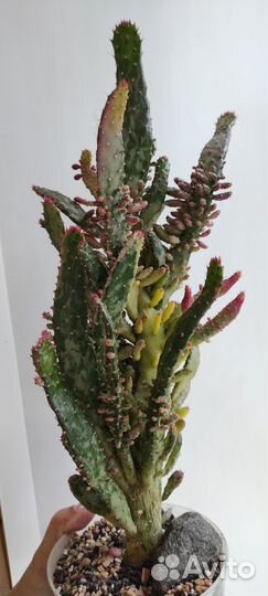 Опунция вариегатная