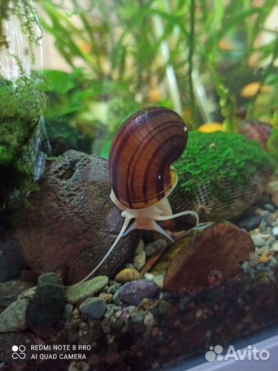 Улитки ампулярии, креветки