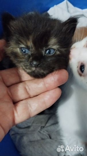 Кошка чёрная мальчики белые с рыжим