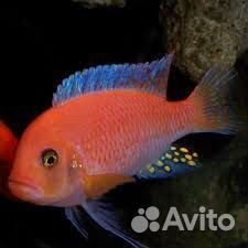Рыбки Цихлиды