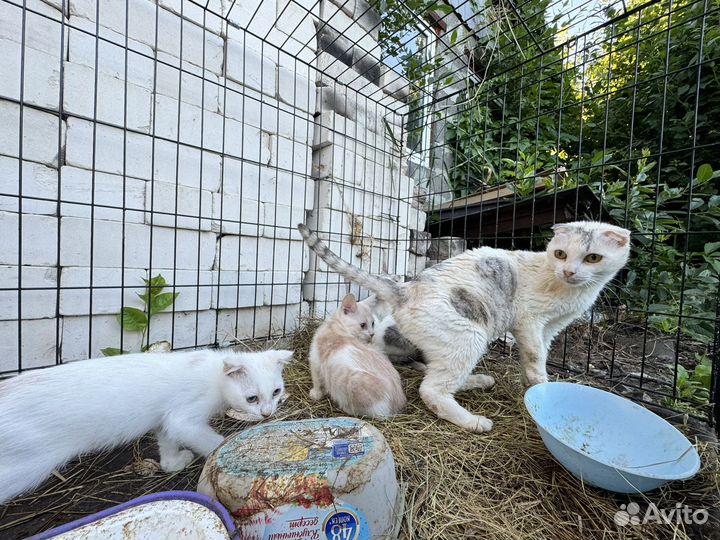 Котята бесплатно