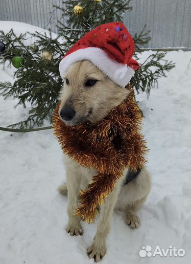Собаки бесплатно