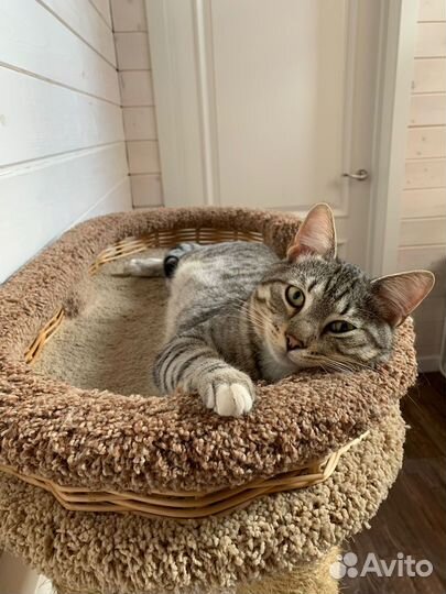 Коты в добрые руки