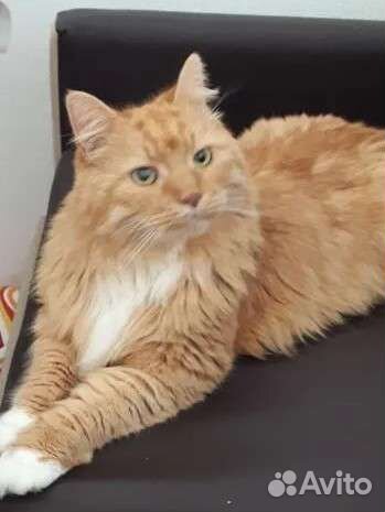 Передержка домашних животных,выгул, дрессировка