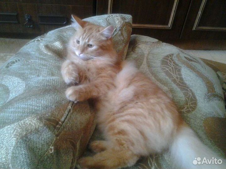 Передержка домашних животных