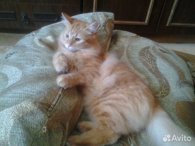 Передержка домашних животных