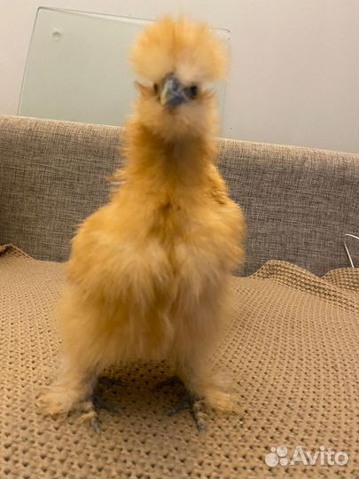 Петух китайский шелковые окрас бафф, лавандовый