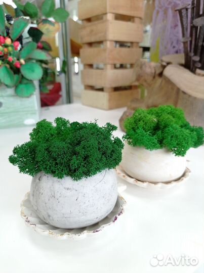 Гипсовое кашпо со мхом