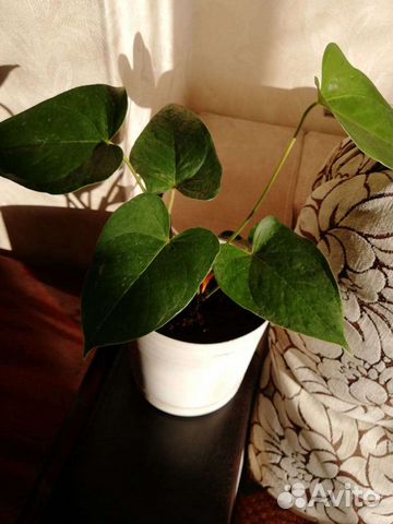 Антуриум мужское счастье
