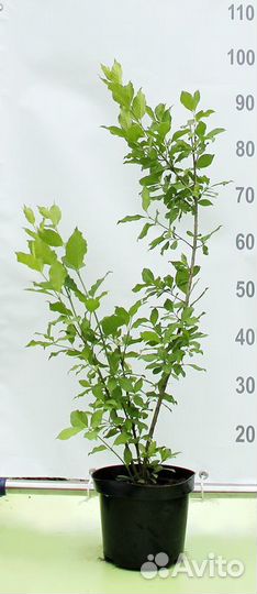 Бересклет Европейский