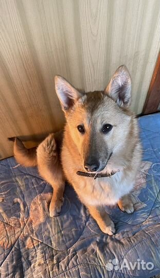 Красавица Юся ищет дом