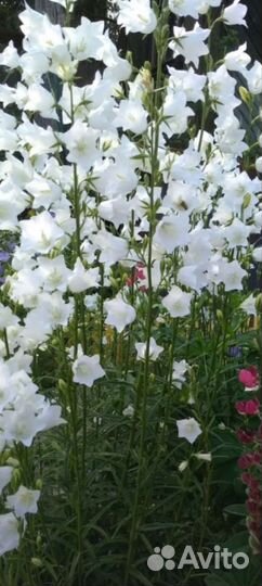 Садовые цветы многолетники