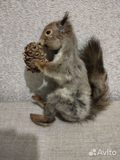 Чучело белки с кедровой шишкой