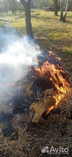 Свинина четвертями вкус детства