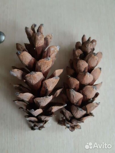 Шишки разные для декора и творчества