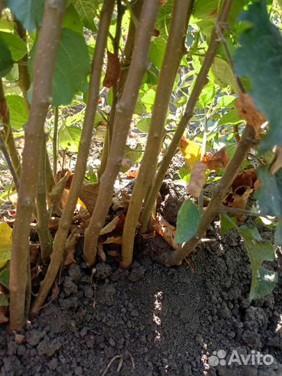 Подвой алыча, жердела, дюсен, антипка