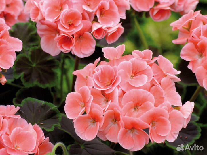 Пеларгония семена