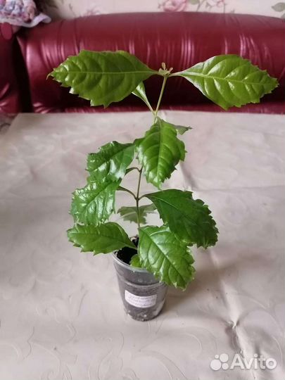 Экзотика. Дуранта Свит Меморис и др