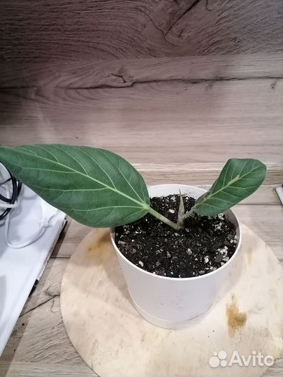 Фикус Одри (Андрей)