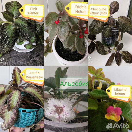 Эпишечки Цветы