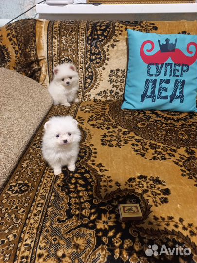 Щенки шпица