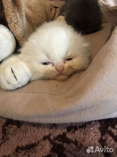 Котятки медвежатки
