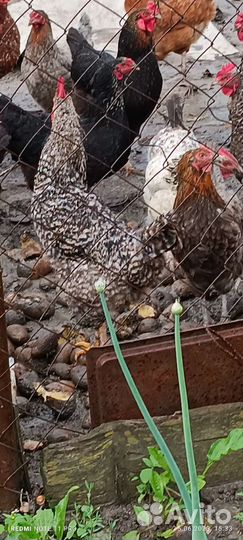 Продаются петухи