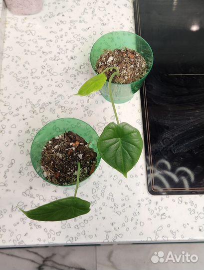 Алоказия шкура дракона