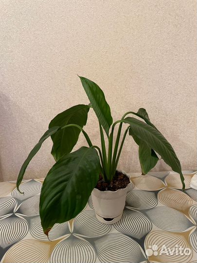 Спатифиллум